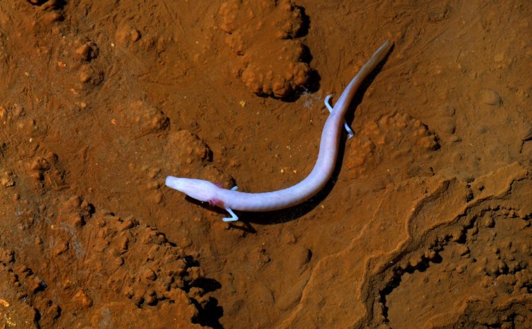 Čovječja ribica – Jama-Grotta Baredine